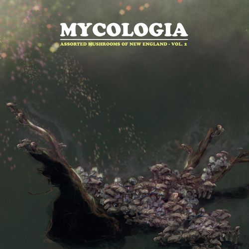 Daedaleopsis confragosa - Thin Maze Flat Polypore cover art