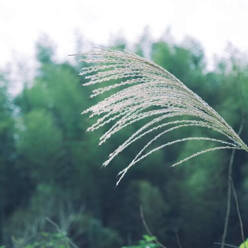 妈妈的摇篮曲 cover art
