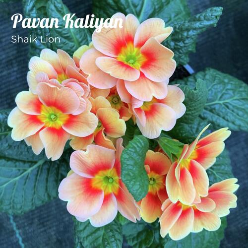 Pavan Kaliyan