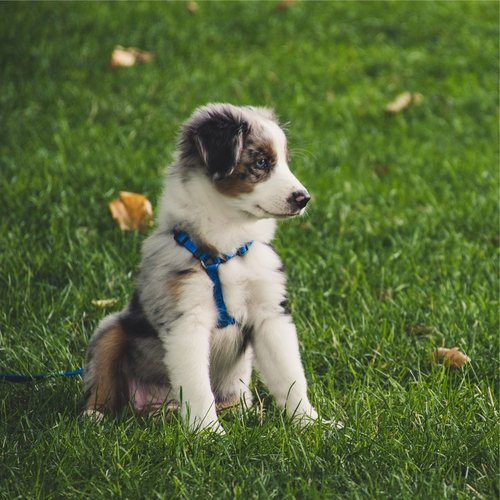 Comforting Sounds for a Dog's Peaceful Night's Sleep