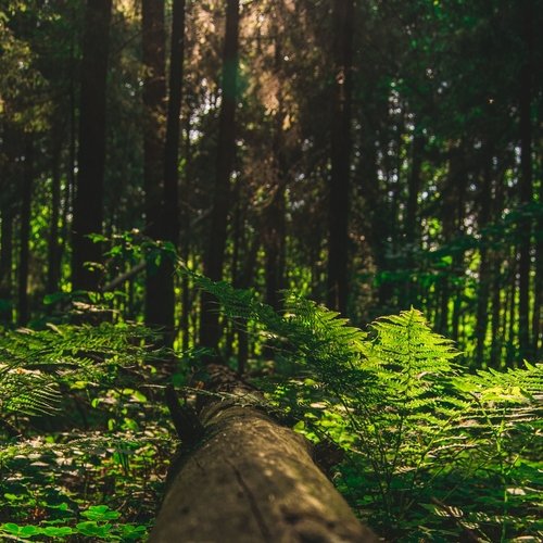 40 Deeply Calming Melodies for Sleep and Serenity