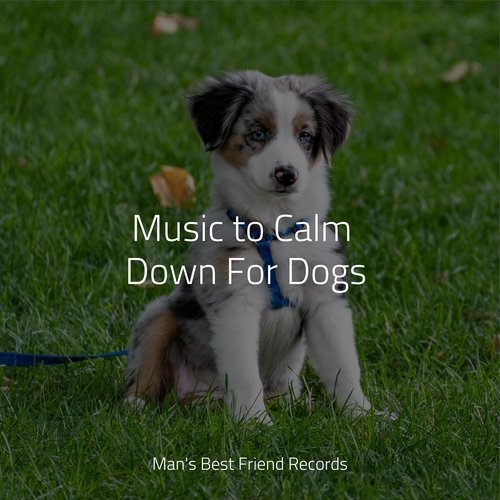 Music to Calm Down For Dogs