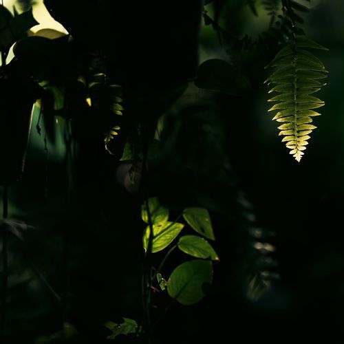 Growth