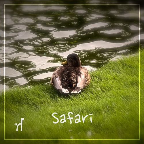 Safari