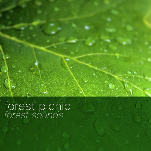 Forest Picnic: Forest Sounds