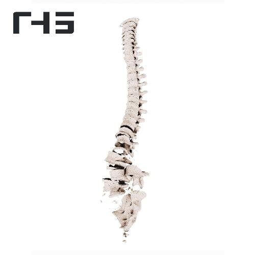 Vis Medicatrix Naturae