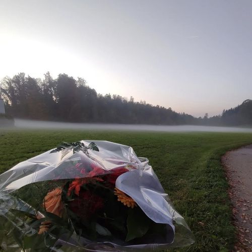 Schön cover art