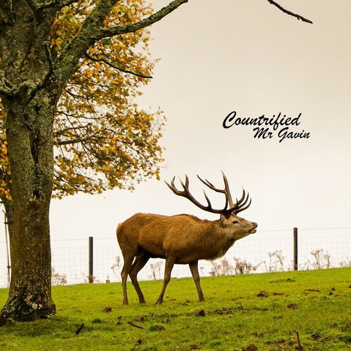 Albondigas cover art
