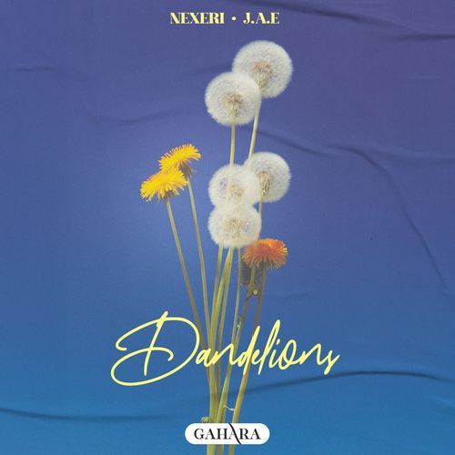 Dandelions