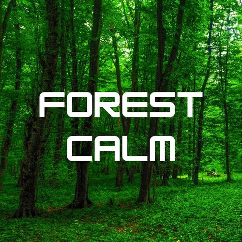Forest Calm