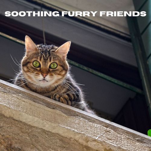 Soothing Furry Friends_poster_image