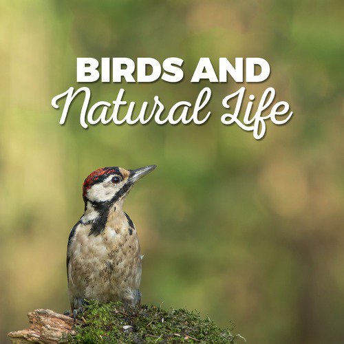 Birds and Natural Life