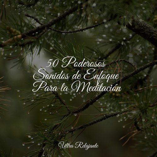 50 Poderosos Sonidos de Enfoque Para la Meditación