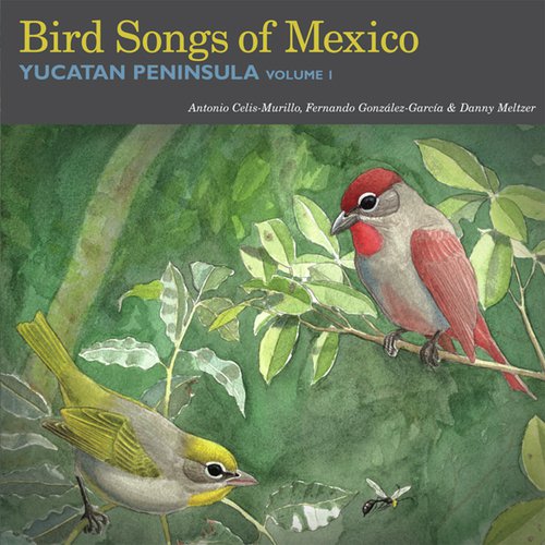 Yellow-Crowned Night-Heron cover art