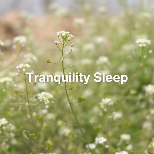 Tranquility Sleep_poster_image