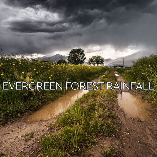 Evergreen Forest Rainfall for Deep Relaxation, Stress Relief, and Sound Sleep