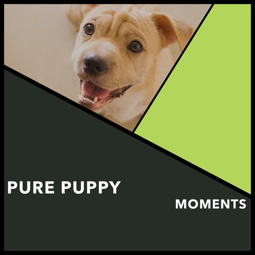 A Dog's Dream cover art