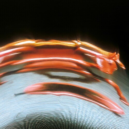 Super Blooper cover art