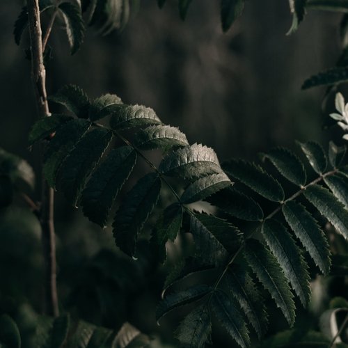 Woodland Spirit Sounds | Meditation