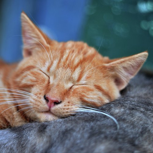 Sleep Music cover art
