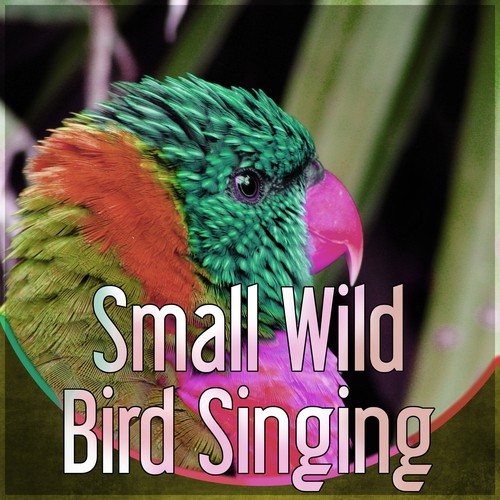 Small Wild Bird Singing - Effects of Birds, Forest Ambience, Morning Bird Calls for Relaxation