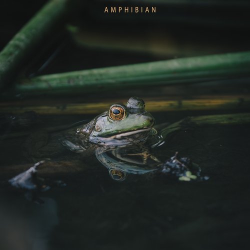 amphibian cover art