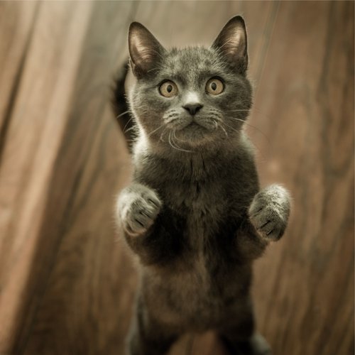 Cat Music: Relaxation Collection