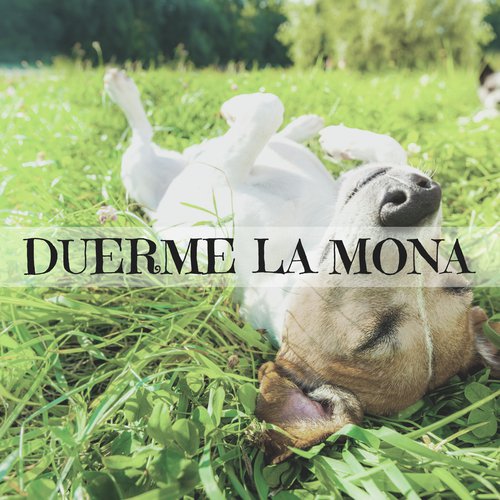 Calma y Paz cover art