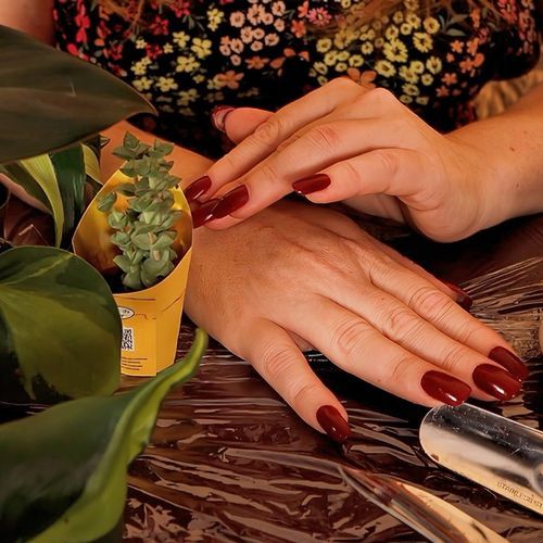 Potting Little Plants