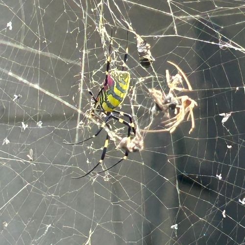 Wicked webs cover art