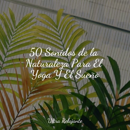 50 Sonidos de la Naturaleza Para El Yoga Y El Sueño