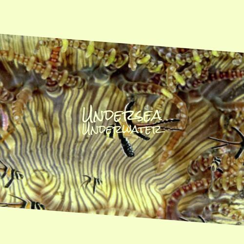 Undersea Underwater