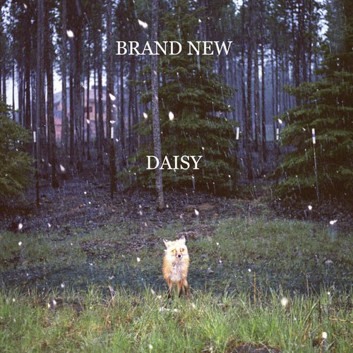Daisy