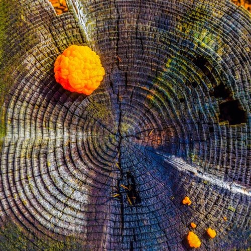 Sunny Sunshine cover art