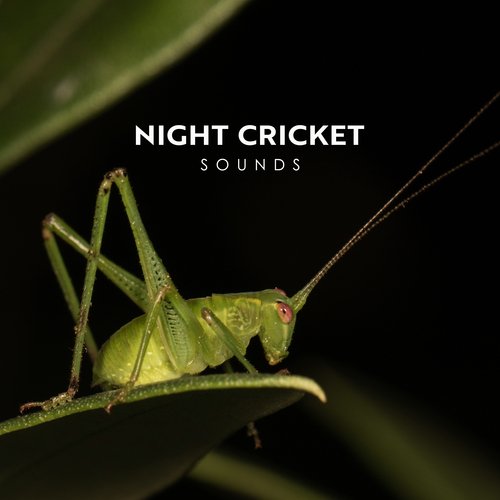 Night Cricket Sounds: Calming Nature Sounds for Sleep, Relax, Anti-Stress_poster_image