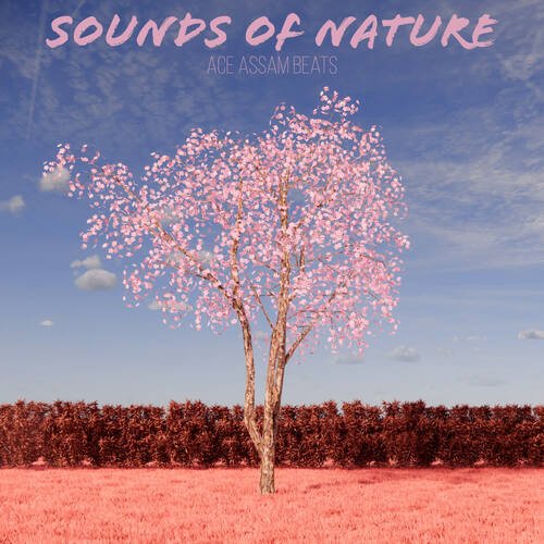 Sounds Of Nature (Rainy Nights)