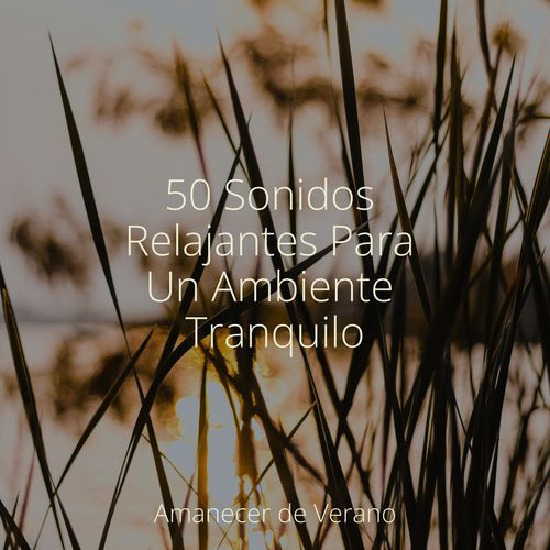 50 Sonidos Relajantes Para Un Ambiente Tranquilo