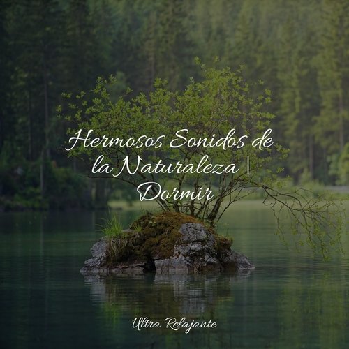 Hermosos Sonidos de la Naturaleza | Dormir_poster_image