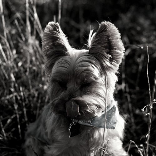 Dog Anxiety (Ambience) cover art
