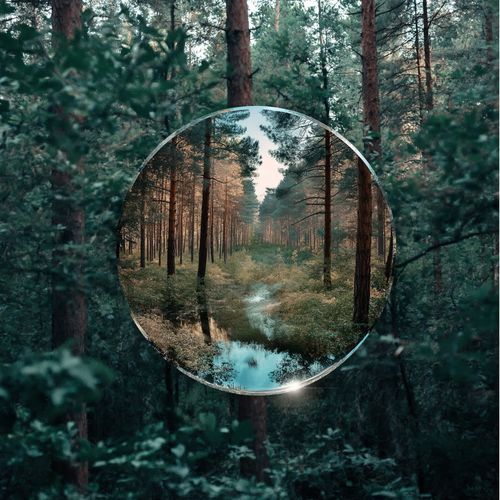 The Wealth Within (Forest)