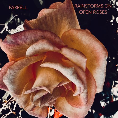 Rainstorms on Open Roses