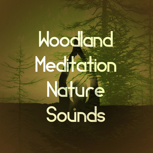 Woodland Meditation: Nature Sounds