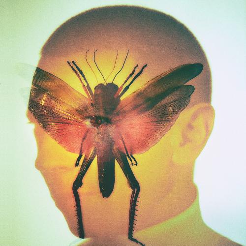 Katydids cover art