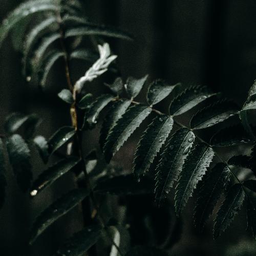 Delightful Serenity and Sleep Tracks