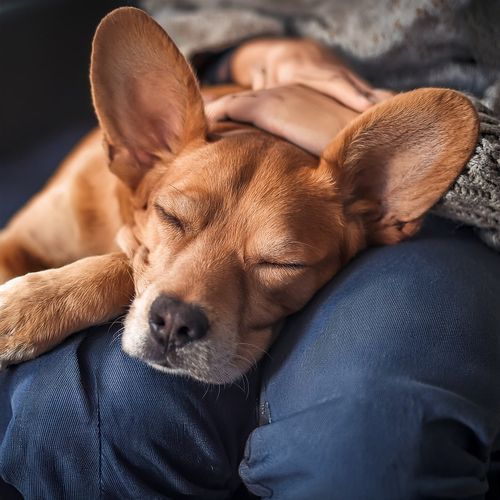 A Dog’S Dream cover art