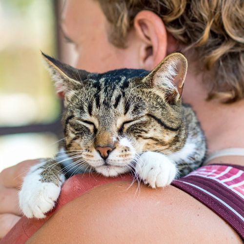 Meditación De Los Gatos Somnolientos cover art