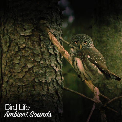 Bird Life: Ambient Sounds