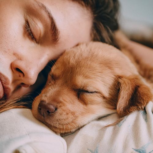 Confort Canino: Tonos Relajantes Para Perros