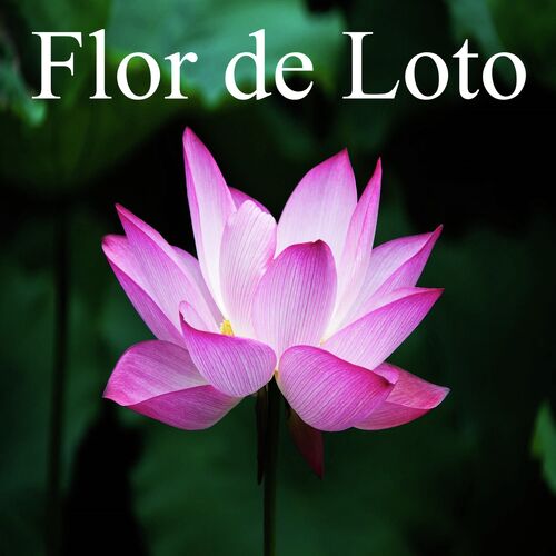 Flor de Loto_poster_image