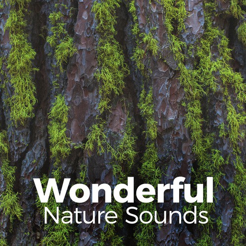 Wonderful Nature Sounds